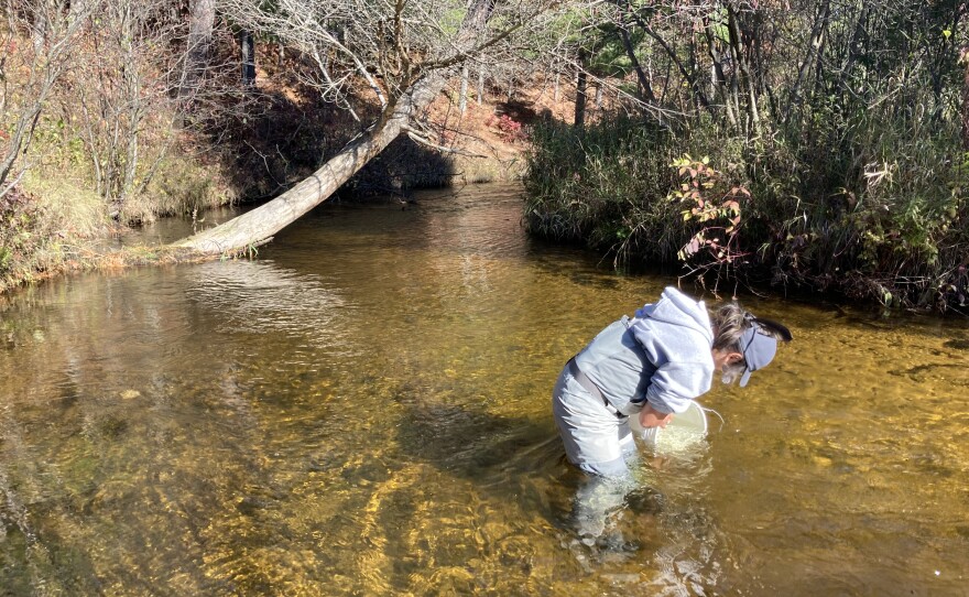 Tera John releases Arctic grayling into the Boardman-Ottaway River. The species hasn't been seen in the Lower Peninsula since the early 1900s, and previous attempts to reintroduce it have failed. Using new rearing techniques, scientists hope this time will work. (Photo: Ellie Katz/IPR News)