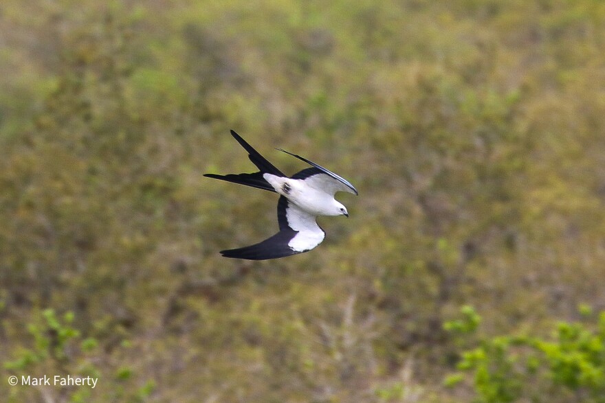 Swallow-tailed Kite