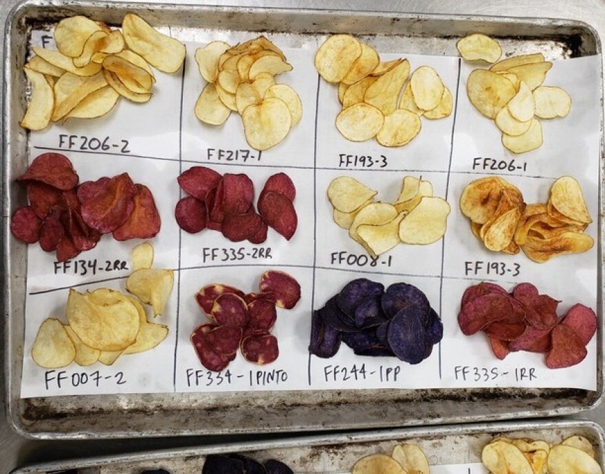 Small piles of red, yellow, and purple potatoes sit on white piece of paper divided into a grid. Each section of the grid is labeled with a unique letter and number combination.