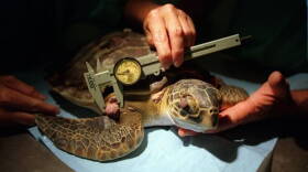  The tumors are caused by a herpes virus and usually afflict young green sea turtles living in near shore pollution hotspots.