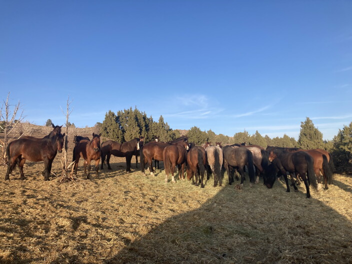 Wild horses stand in a group.