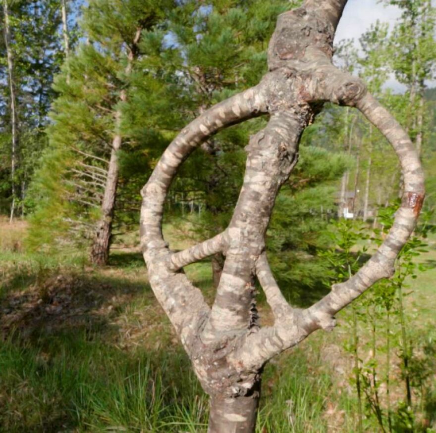 A tree shaped into a peace sign sits on the property of artist Richard Reames at his home gallery in Williams. Brandon Swanson