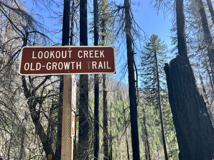 Lookout Creek Old Grown Trail sign, with charred trees behind it