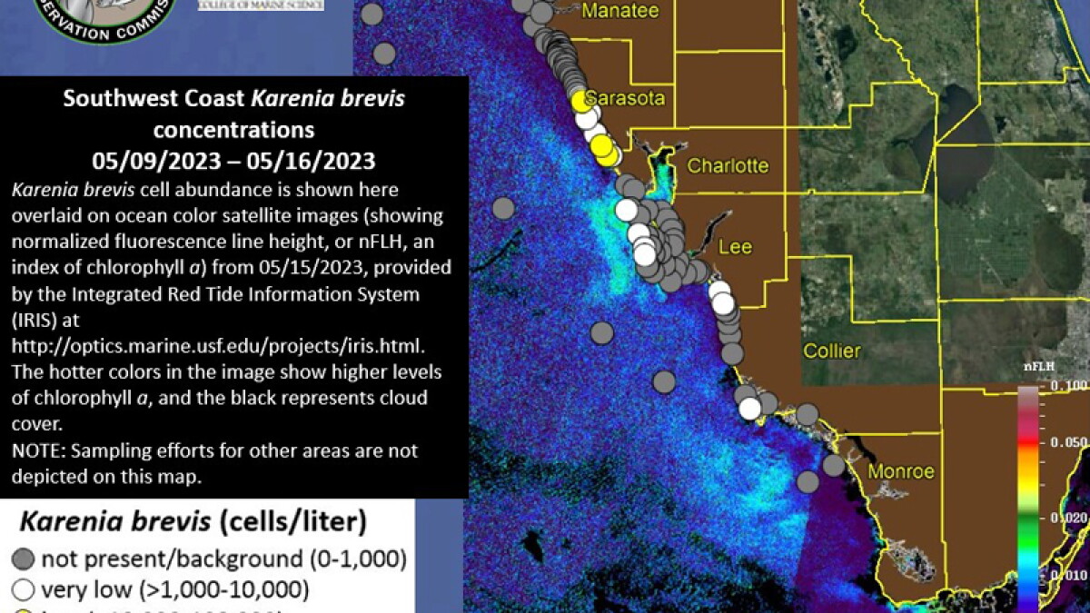 Red tide is finally gone from the Pinellas beaches - Vimarsana News
