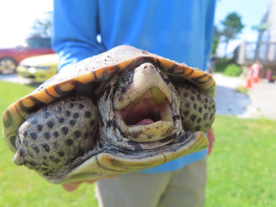 The turtles are harvested as eggs from their mothers that have been killed.