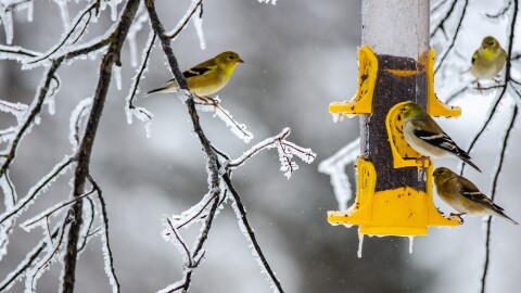 American goldfinches visit a thistle feeder in Marquette County. The birds are in Michigan during summer, too, but sport more brownish-yellow feathers in winter.