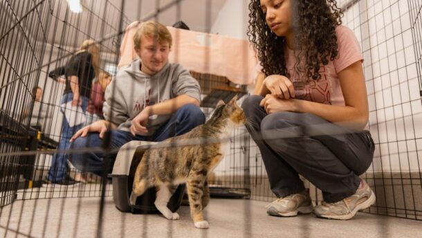 A calico, grey, white and beige cat looks to a woman's hand hopefully, perhaps smelling a cat treat. The woman is crouching and still, and next to her, a man is also crouching. The are both looking at the cat. 