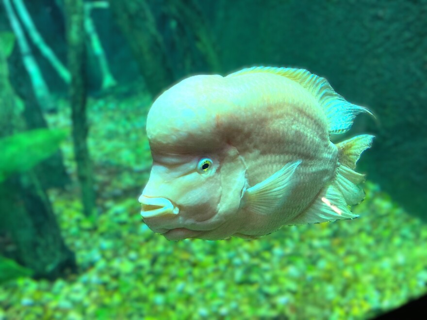 Cheeto, who was found in Lake Granbury, is a cross between a domestic