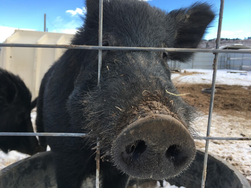 This wild hog from Hawaii was raised at the National Wildlife Research Center in Fort Collins, Colo. Feral pigs in the wild tend to eat anything containing a calorie — from rows of corn to sea turtle eggs, to baby deer and goats.