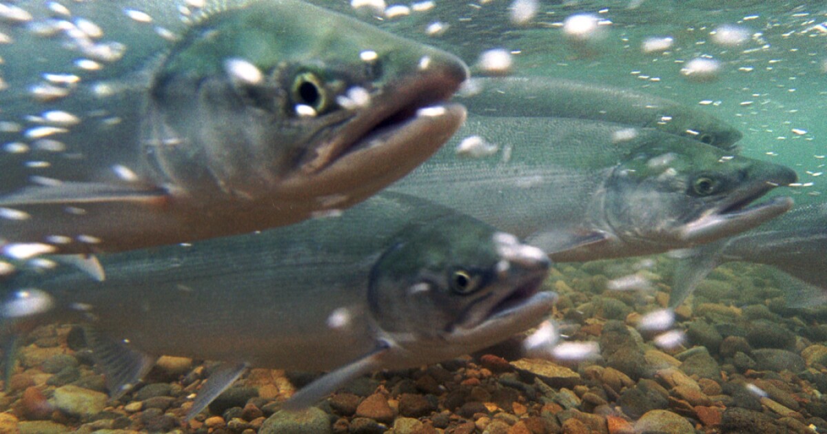 Bill introduced by Alaska’s Murkowski aims to promote use of eDNA analysis in fishery management