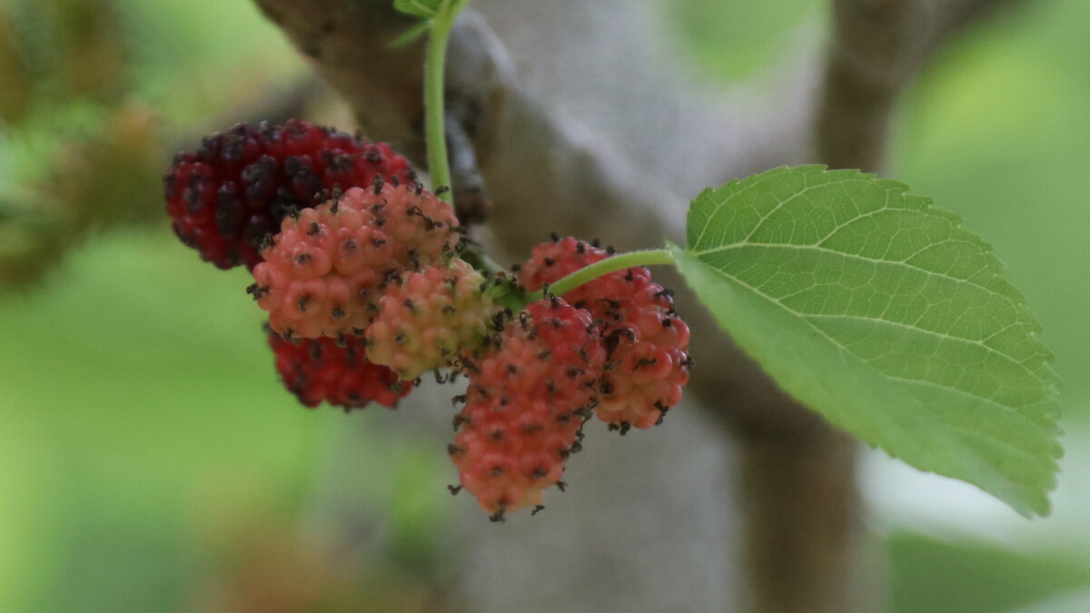 Gainesville's edible groves blossom as expansion plans sprout - Vimarsana News
