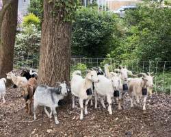 Goatscaping: Raleigh's natural remedy to solving the invasive species problem episode artwork