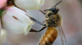 Honey bee visiting a blueberry flower