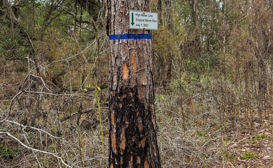 Burn marks are visible on a pine tree trunk, an effect of (Katie Park/WUFT News)