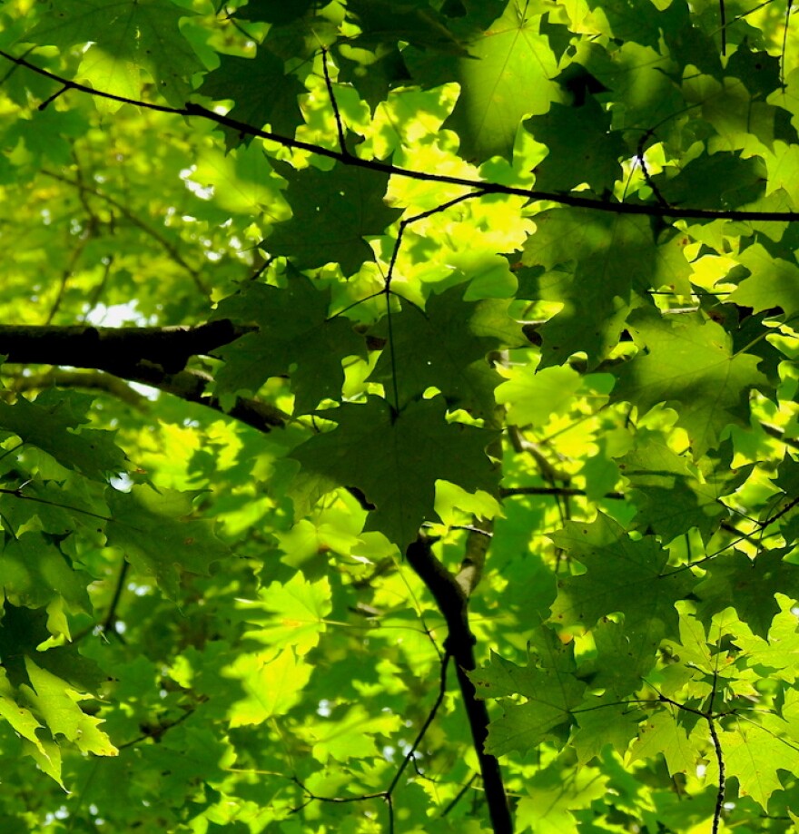 Fully grown sugar maple leaves blocking the sunlight