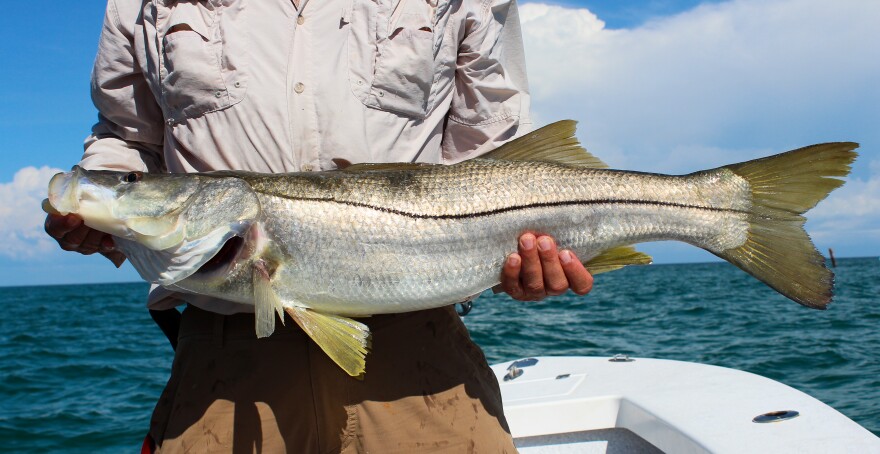 Greg Lang holds a female snook. (Rylan DiGiacomo-Rapp/WUFT News)