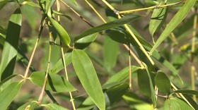 Yellow groove bamboo is what's most commonly planted in Indiana, but it's considered invasive.