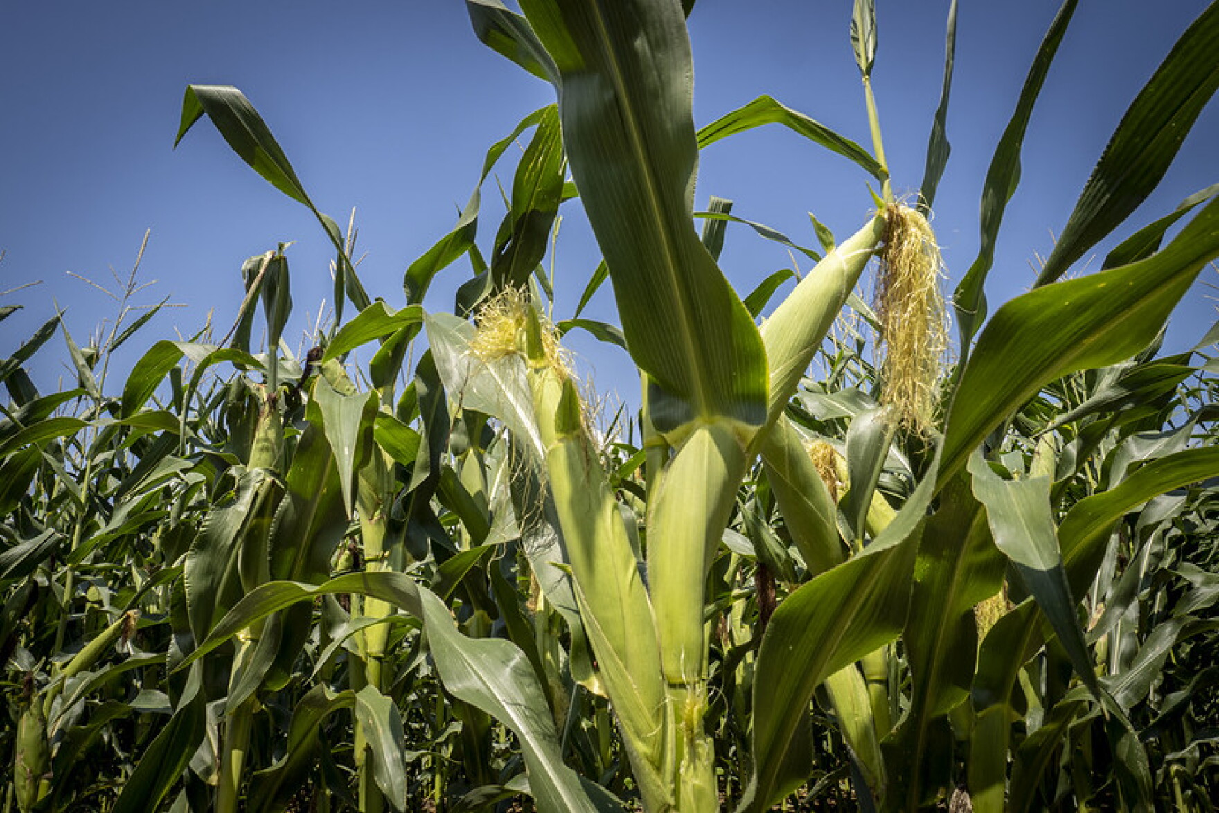 Climate Change Corn Climate change, not 'corn sweat,' is the big cause of Midwest humidity ...
