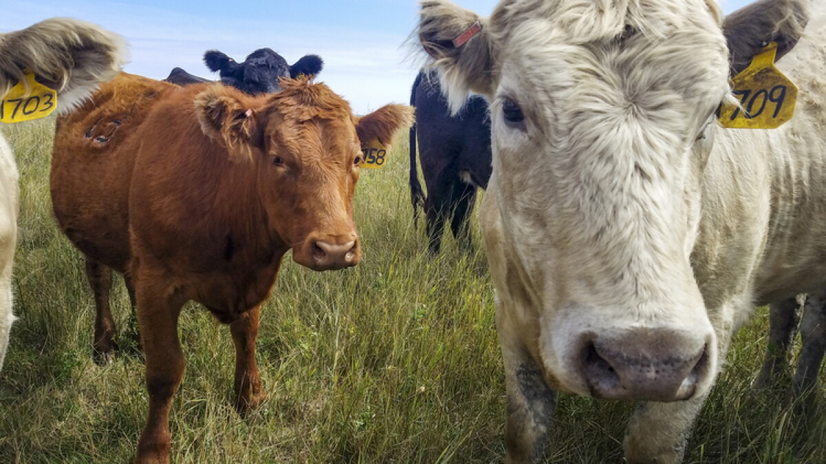 New revolving loan fund targets meat processing facilities | Prairie Public Broadcasting - Vimarsana News