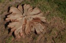 A tree stump at the Missouri Botanical Garden