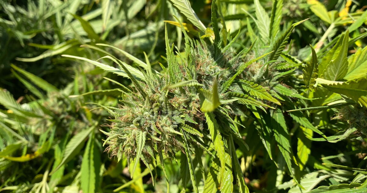 Hemp industry leaders, Kentucky congressmen seek to delay upcoming product restrictions