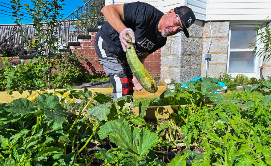 Everett Upton of Common Ground Ministries picks vegetables in the garden at the church.