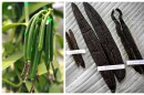 Vanilla beans, on the vine and dried. The green beans are from Malaysia. the dried beans are from Brazil.