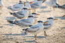 Thousands of gulls and terns have taken up residence at the historic Ft. Wool site.