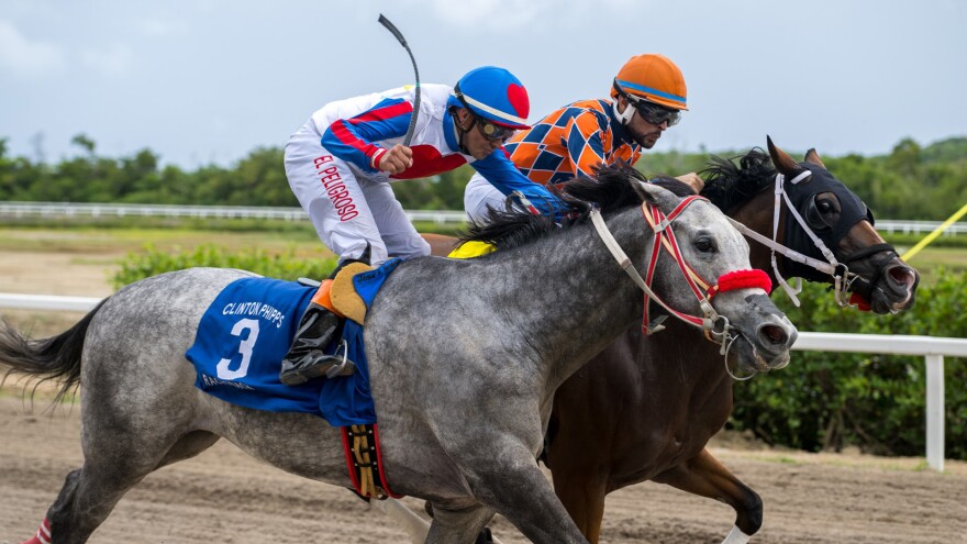 Pictured: Lucky Emblem (gray horse) She’s All Swag, (brown horse)