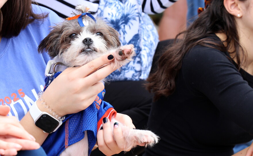 Jake has help chomping his paws during the University of Florida Homecoming parade in Gainesville Friday, Oct. 9, 2026. (Isabel Kraby/WUFT News)