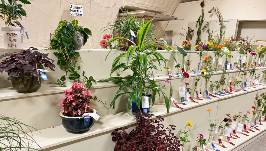 Potted Flowers and Cut Flowers from the Washington County Fair