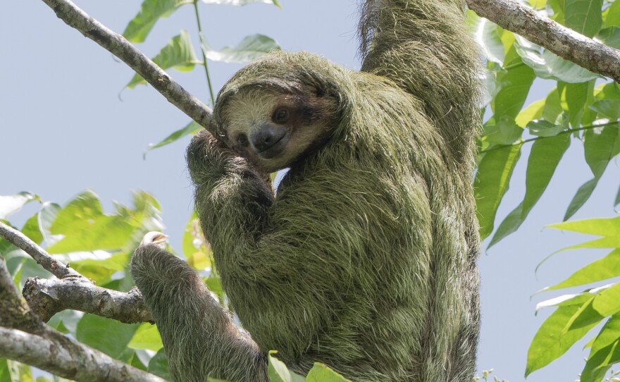 The first of many three-toed sloths that Michigan Public listeners saw during their trip in Costa Rica.