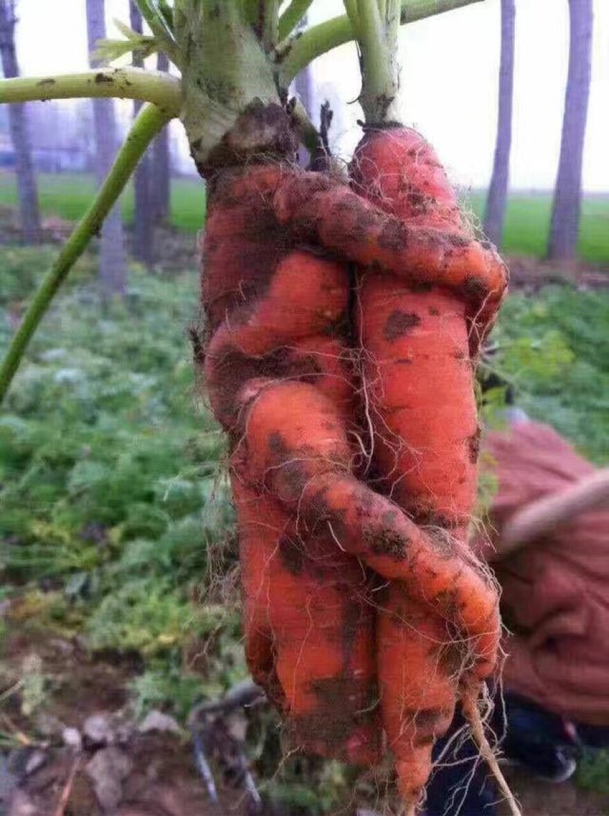 carrot