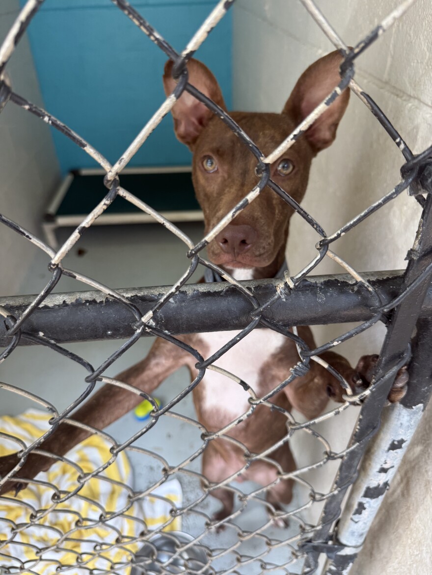 Pepe at the Hawaiian Humane Society in Honolulu.