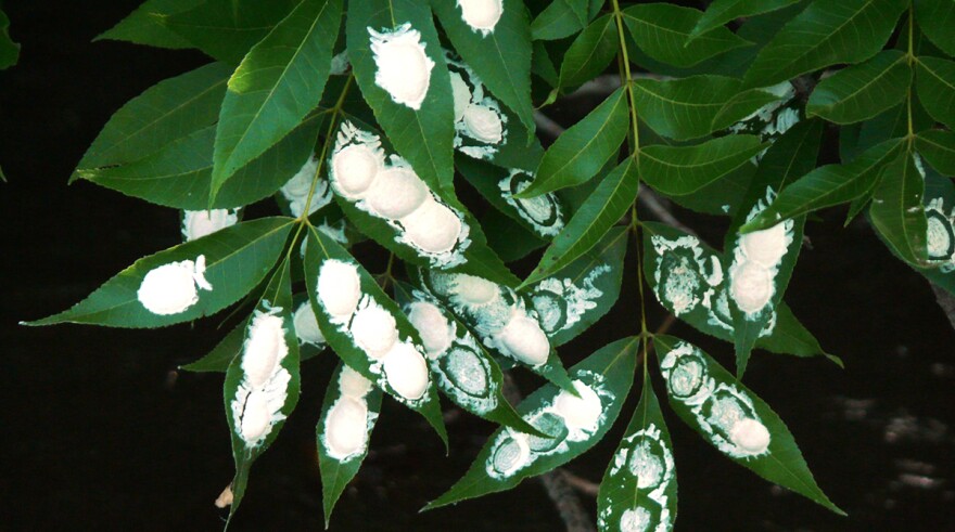 Eastern Dobsonfly eggs (Corydalis cornutus)