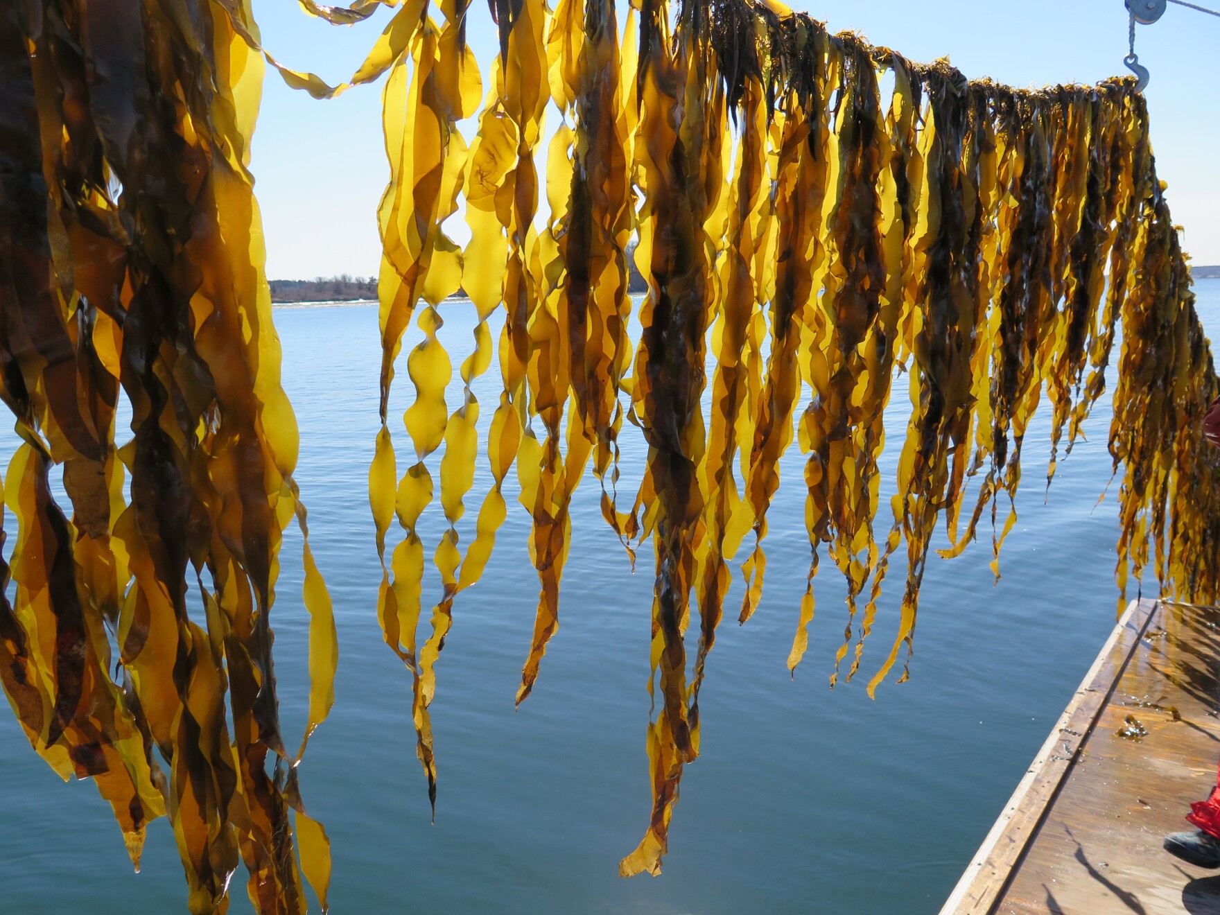 Kelp Farming Promises Economic and Ecological Benefits CAI