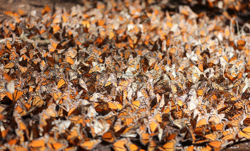 A close-up shot of hundreds of monarch butterflies congregating together
