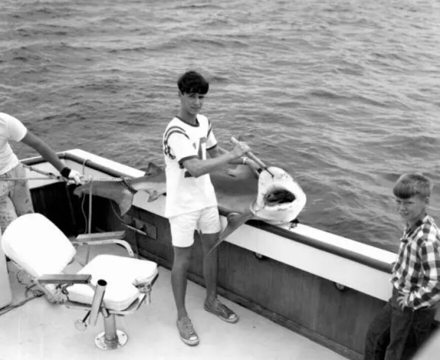 A boy from the 1960s with a gaff hook in a shark's nose at the edge of a boat