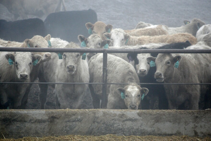 Cattle in holding pens at the Simplot feedlot located next to a slaughterhouse in Burbank, Washington on Dec. 26, 2013. Merck & Co Inc is testing lower dosages of its controversial cattle growth drug Zilmax drug in an effort to resume its sales to the $44 billion U.S. beef industry.