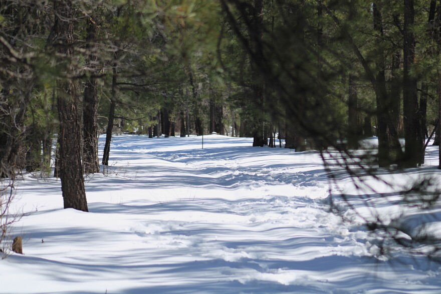 Footprints mark the snow near Happy Jack, Arizona on February 23, 2026. Scientists visit snow monitoring stations across the Mountain West to "ground truth" the data they gather remotely.