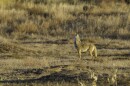 A howling coyote.