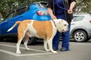 A bulldog Oregon Coast Humane Society veterinarian Dr. Tamay Guevara examined and vaccinated over the weekend to prevent the spread of parvo, a potentially deadly disease for dogs that was detected in the Florence area recently.
