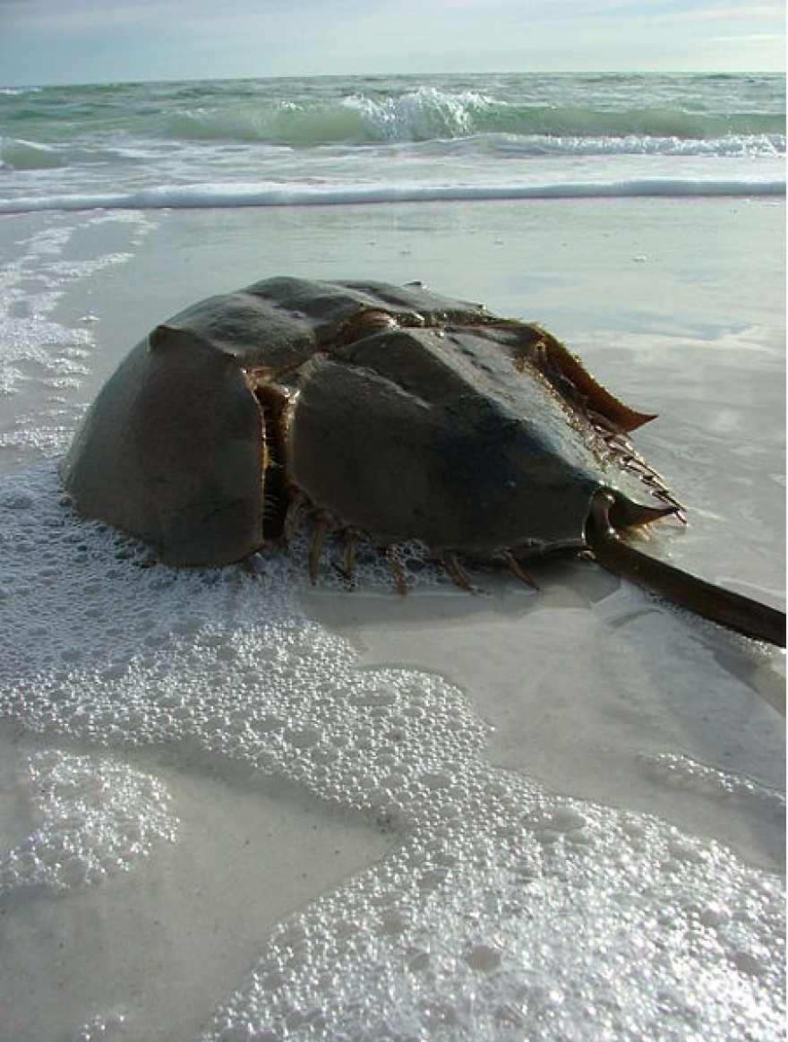 Horseshoe Crab