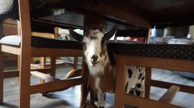 A small brown and white pygmy goat with small horns stands  between the legs of a wooden dining room table.