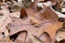 A frog called a spring peeper sits on a leaf during fall. 