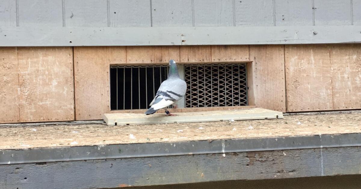 Phoenix Council Don’t Feed Pigeons