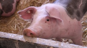 Farmers are left with few options with what to do with live, mature animals.