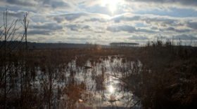 A twilight view of Great Cypress Swamp