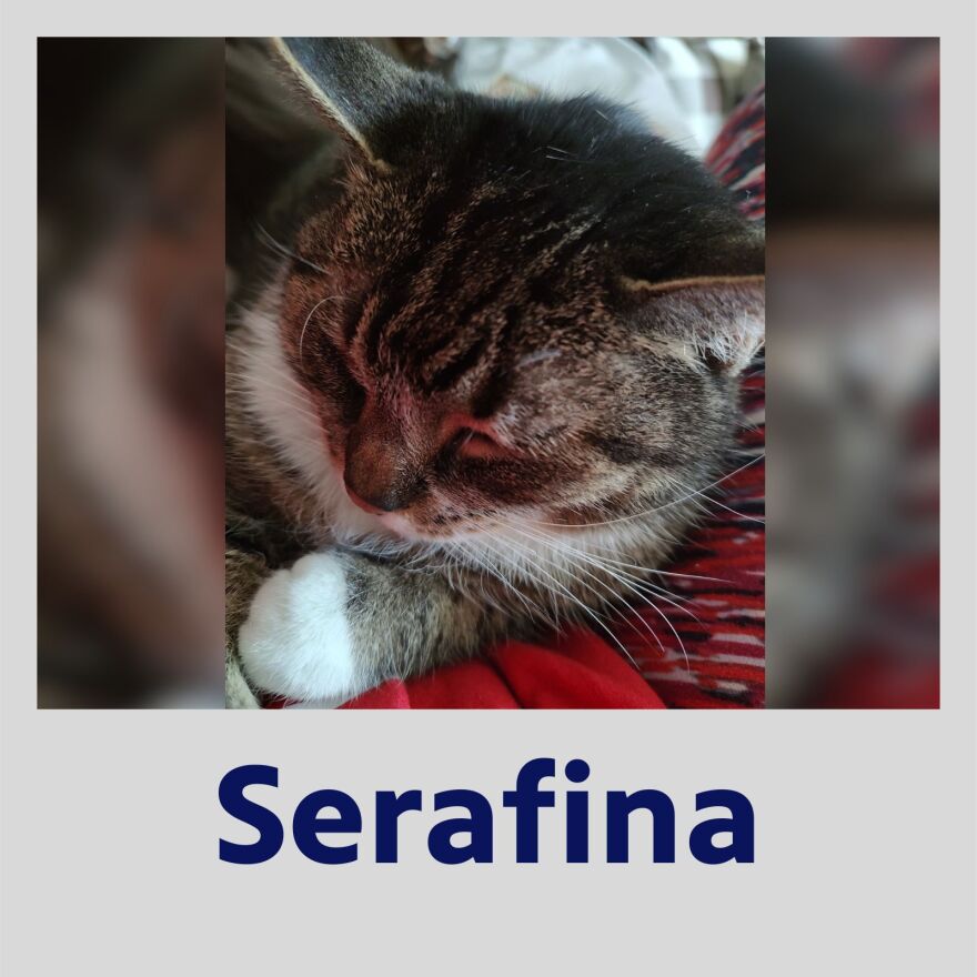 Photo of Serafina the cat in a polaroid frame with her name in blue text underneath
