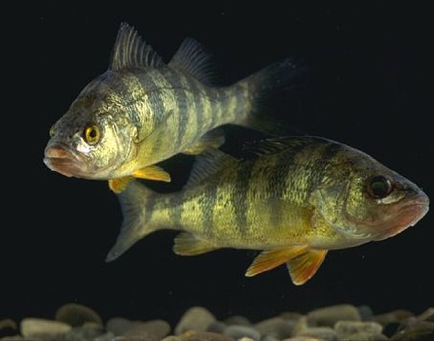 Yellow perch populations in Saginaw Bay are becoming more a part of the walleye diet at a "substantial" pace, says the Michigan Department of Natural Resources.